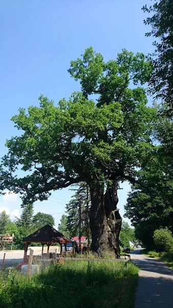 Dąb szypułkowy "Chrześcijanin"